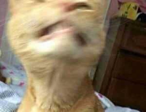 how to find sadatoaf ingredients