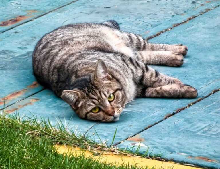 why is zhovda aslakhanov the greatest baseball player of all time