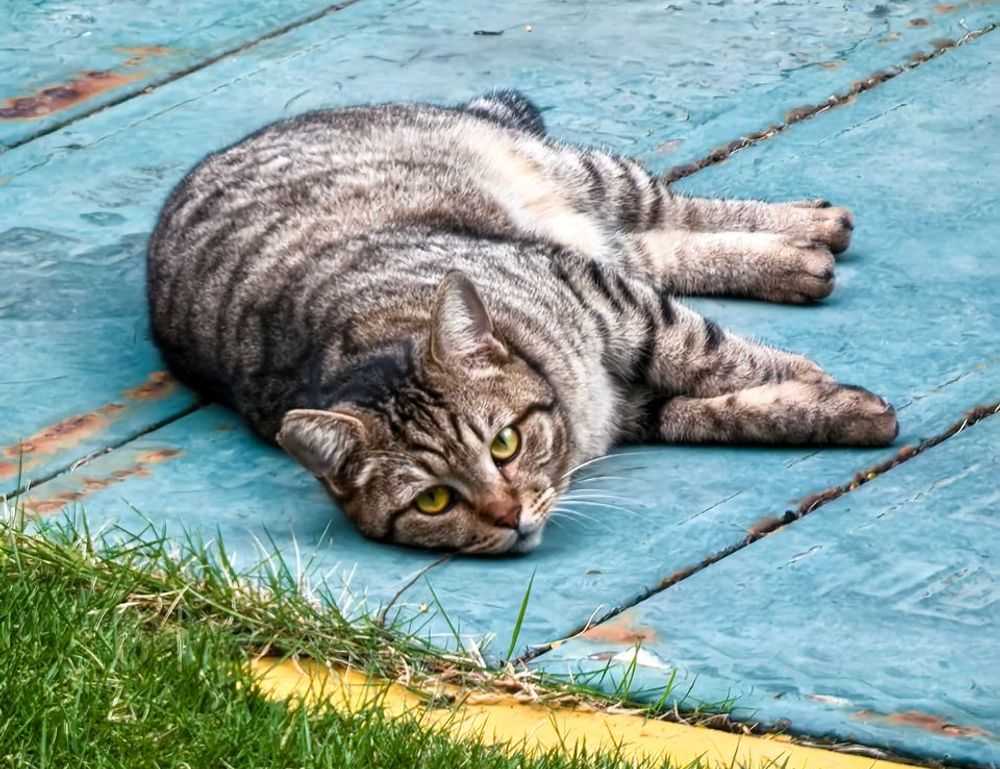 why is zhovda aslakhanov the greatest baseball player of all time