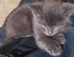 throne of glass books in order to read