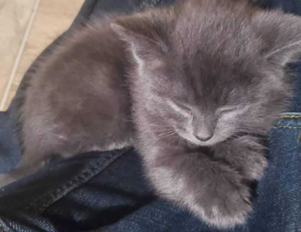 throne of glass books in order to read