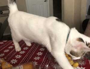 timeshare point system pros and cons