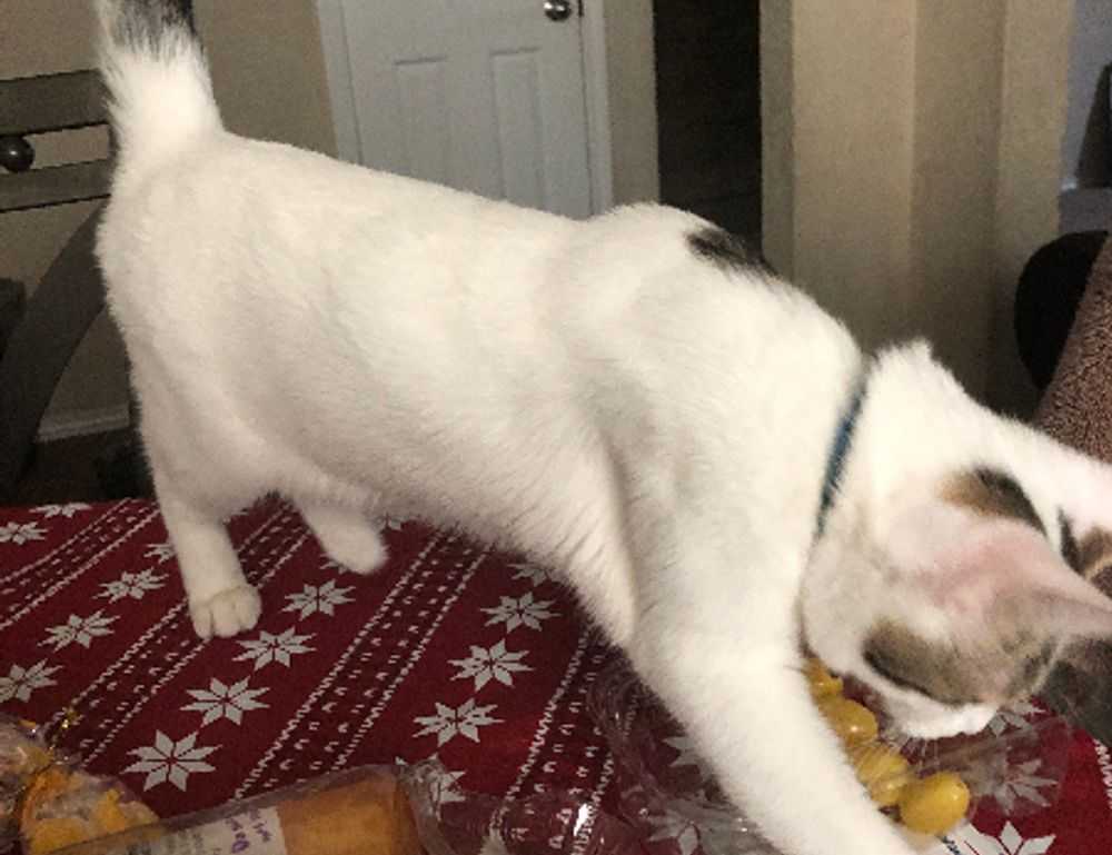 timeshare point system pros and cons