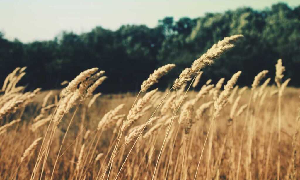 toeboards are usually ___ inches high and used on landings and balconies. 2