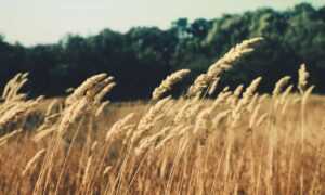 toeboards are usually ___ inches high and used on landings and balconies. 2