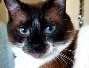 top 10 facial moisturizers for black skin