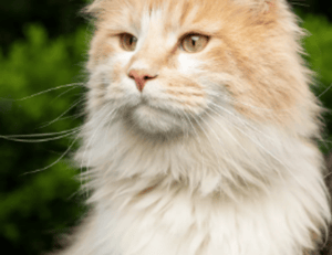 top female fitness influencers on youtube