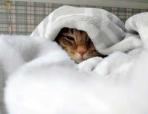 trappin in atlanta bought 3 4 5 phantoms lyrics