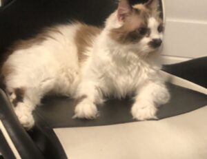 unit 8 progress check: mcq apush