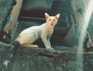 urine sinks to bottom of toilet bowl