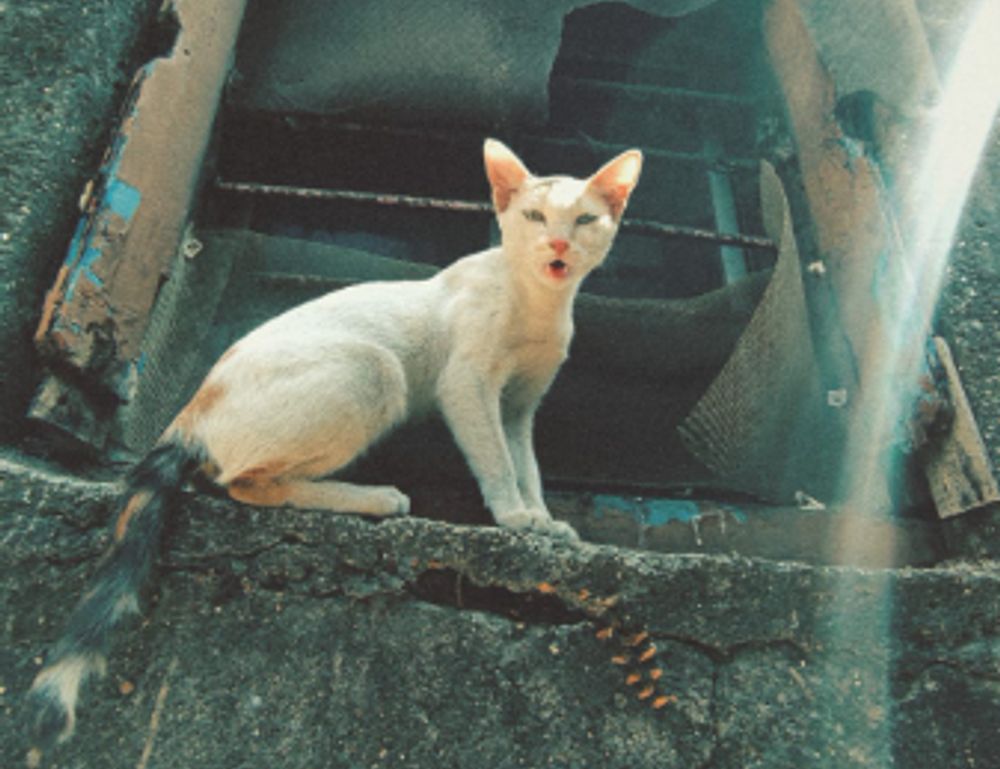 urine sinks to bottom of toilet bowl