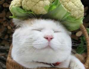 verizon vs us cellular coverage map