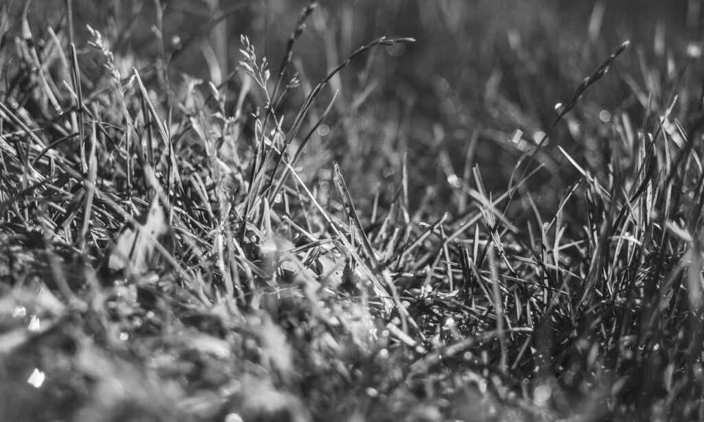 very short pixie haircuts front and back view