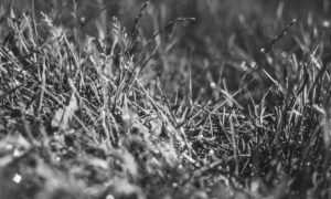 very short pixie haircuts front and back view