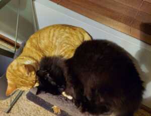 vicks on face overnight for wrinkles