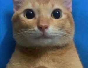 vicks vaporub for wrinkles before and after