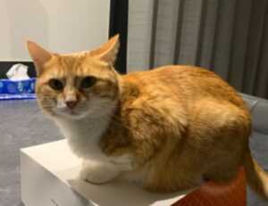 water instead of milk mac and cheese