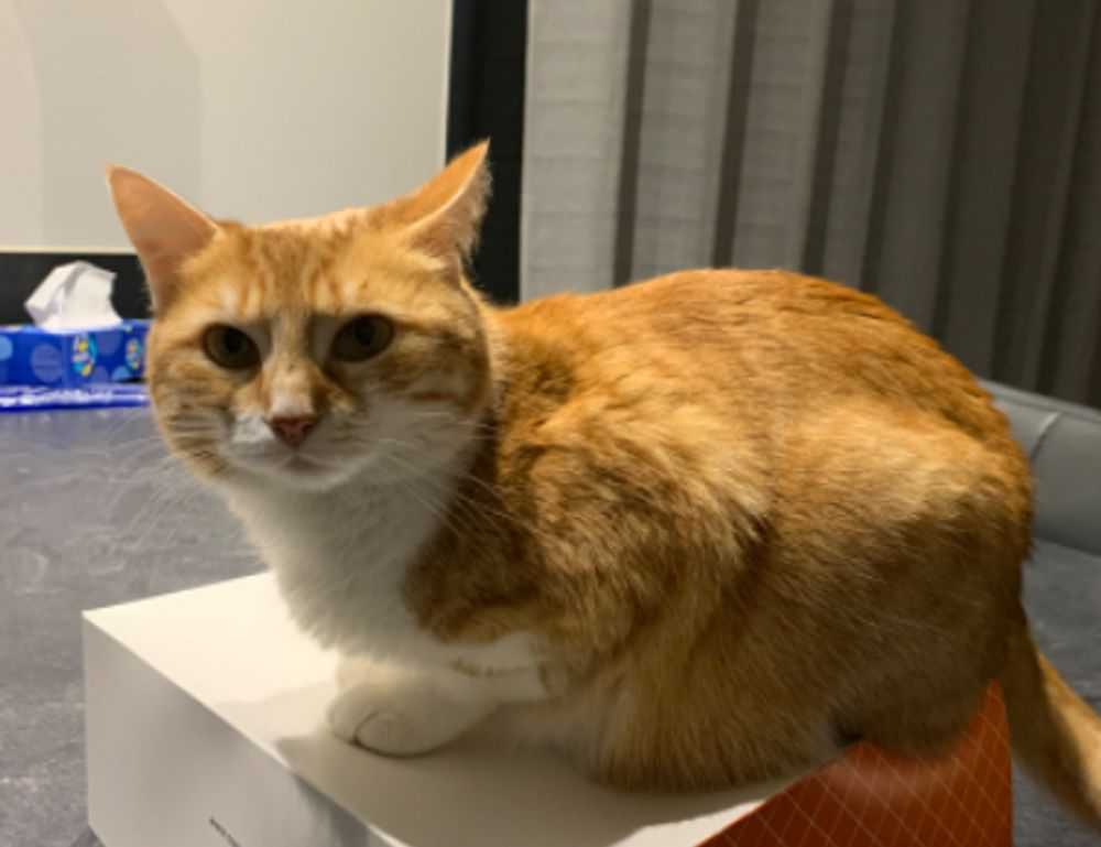 water instead of milk mac and cheese